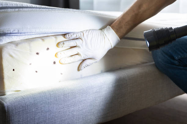 Best Rat Extermination Near Me  in Riesel, TX