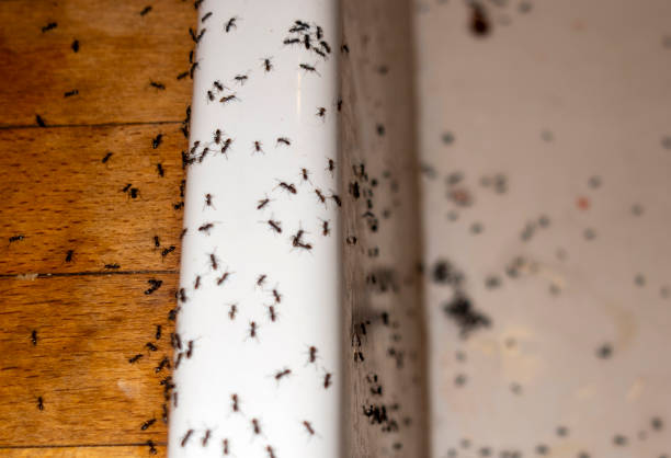 Best Wildlife Control Services  in Riesel, TX